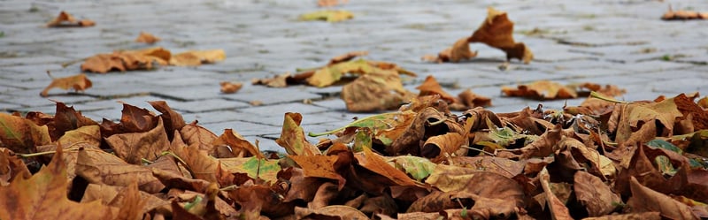 Autumn Harvest Feast